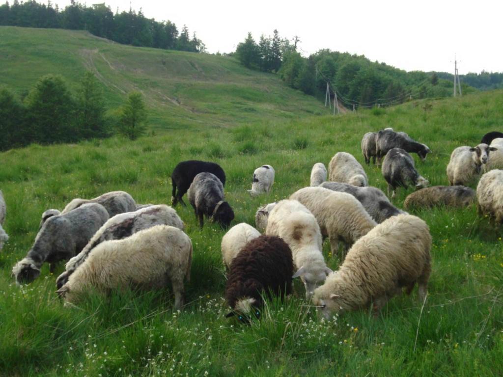 Готель Добрій Vorokhta Exterior foto